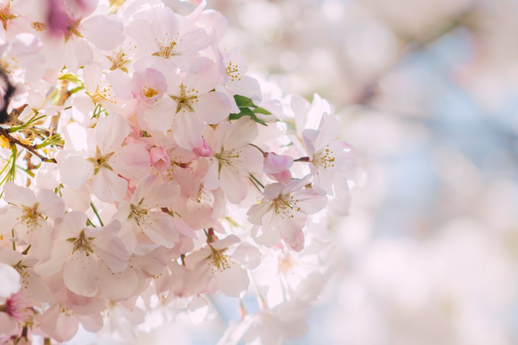 桜ふぶき